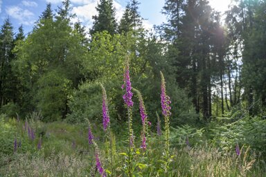 Foxgloves growing from forest floor in front of trees