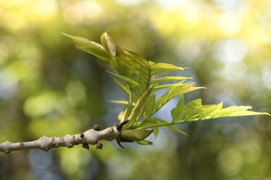 Ash tree bud bursting into leaf