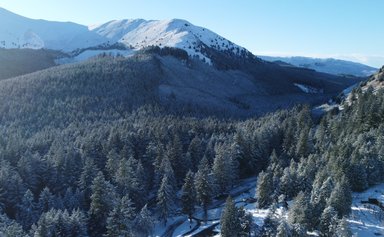 An aerial view of evergreen trees at Whinlatter with a snow topped mountain in the background