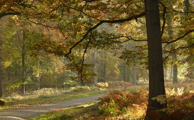 Autumnal trees surrounding a trail in a forest 