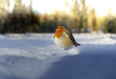 Robin in the snow.