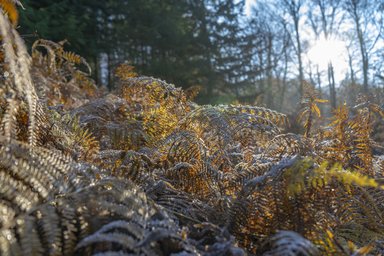 Frosty bracken