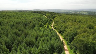 Drone footage over trees