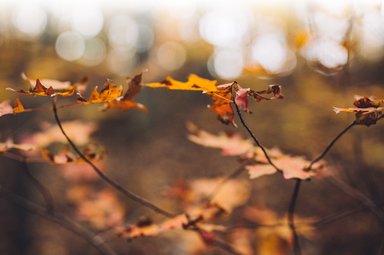 Dry autumn leaves in sunshine