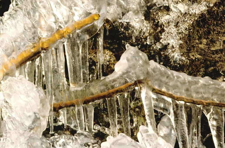 Tree branches covered in icicles
