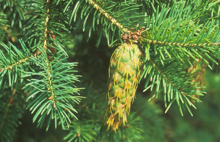 A close-up of a Douglas fir cone hanging from a needled branch