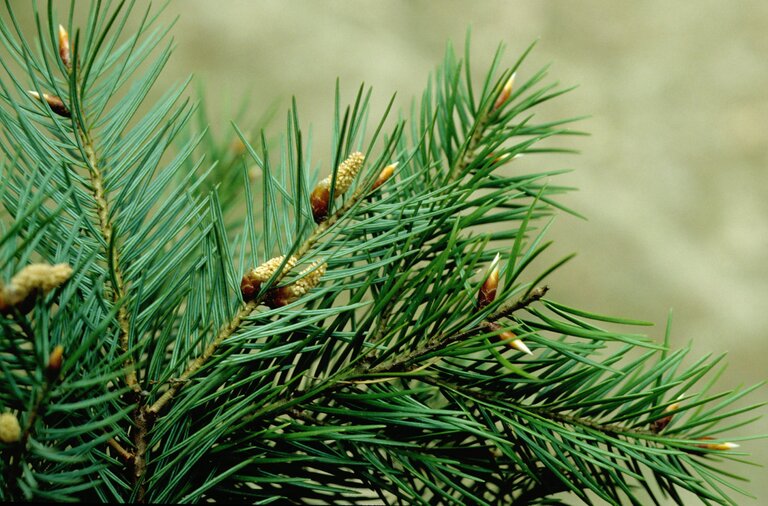 Close-up of needles on a Douglas fir branch