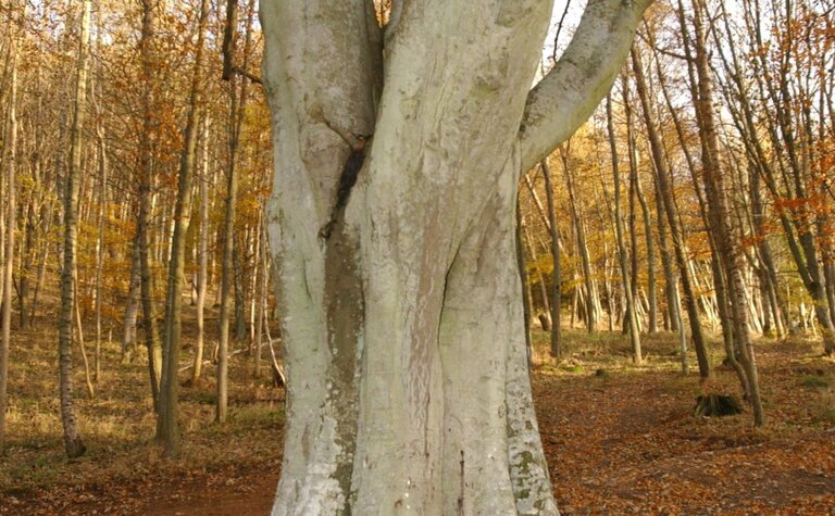 Smooth grey trunk of a mature beech tree in a woodland with autumn leaves on the ground.