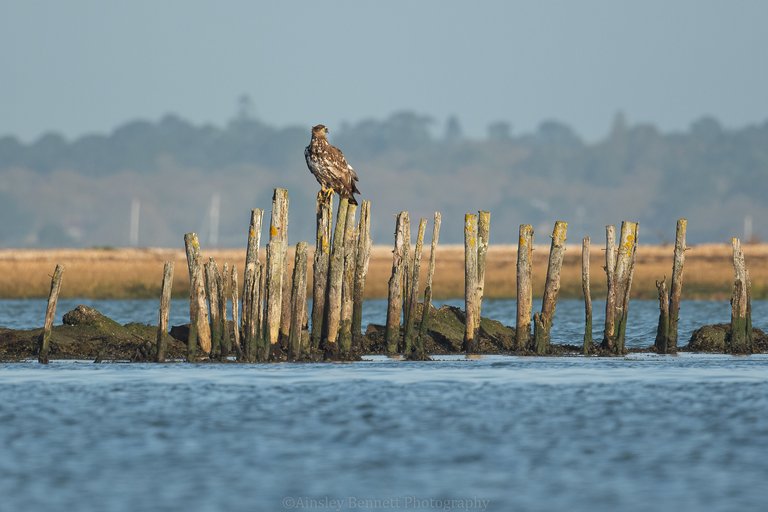 white-tailed eagle perching on wooden post