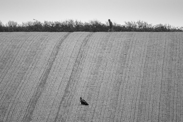 White-tailed eagle sits in a grain field, seemingly unnoticed by a local on their morning walk.