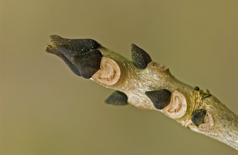 close up of ash tree buds on the tip of a twig