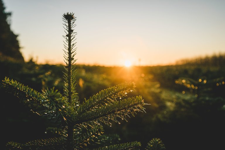 Top of christmas tree sunrise