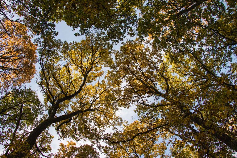 Broadleaf autumn canopy