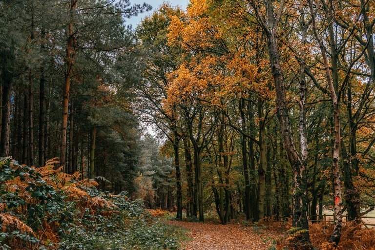 Autumnal forest scene with golden leaves on the trees and ground