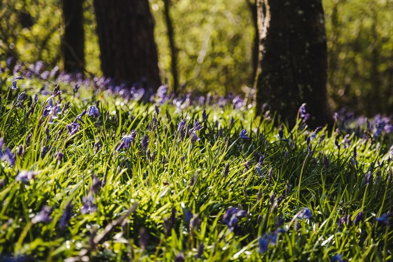 Bluebells on the forest floor