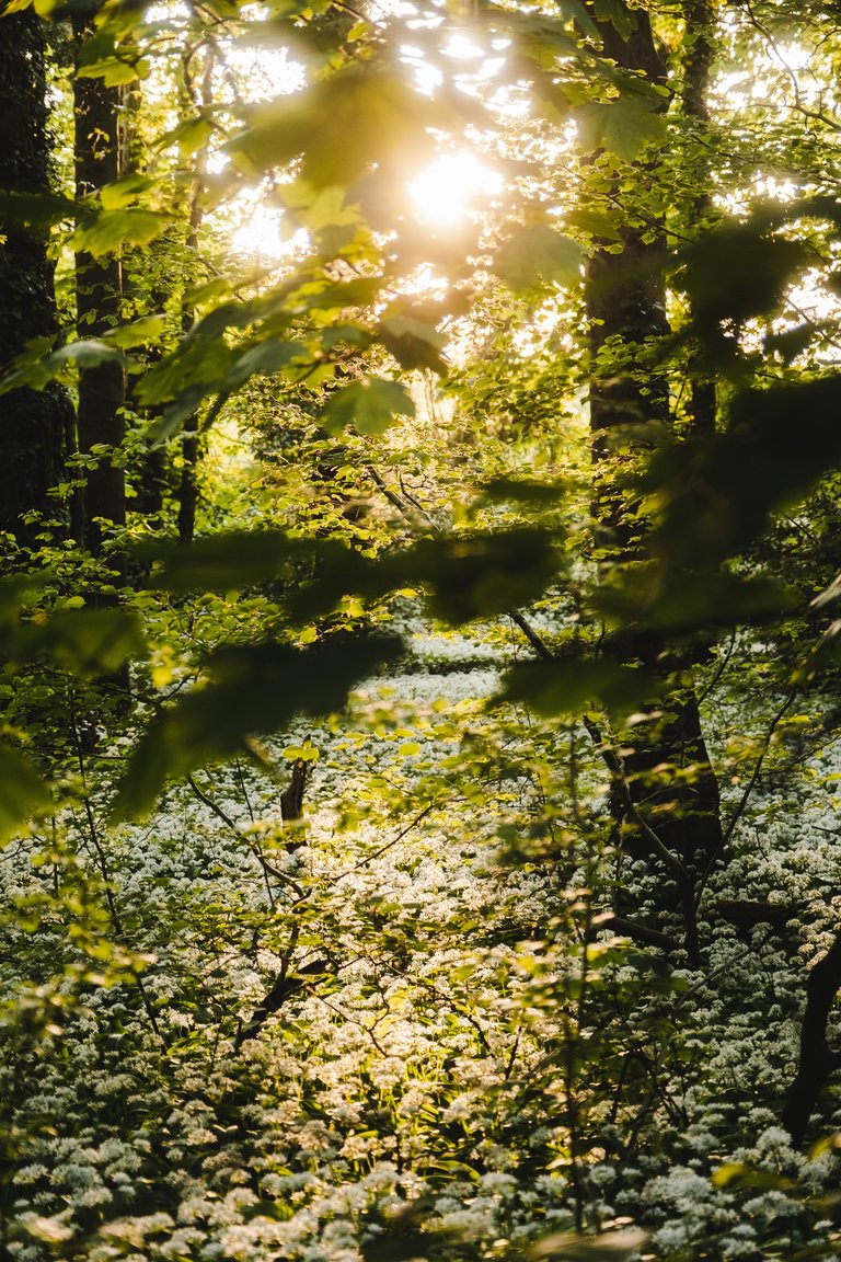 Wild garlic lining the forest floor with a warm spring glow