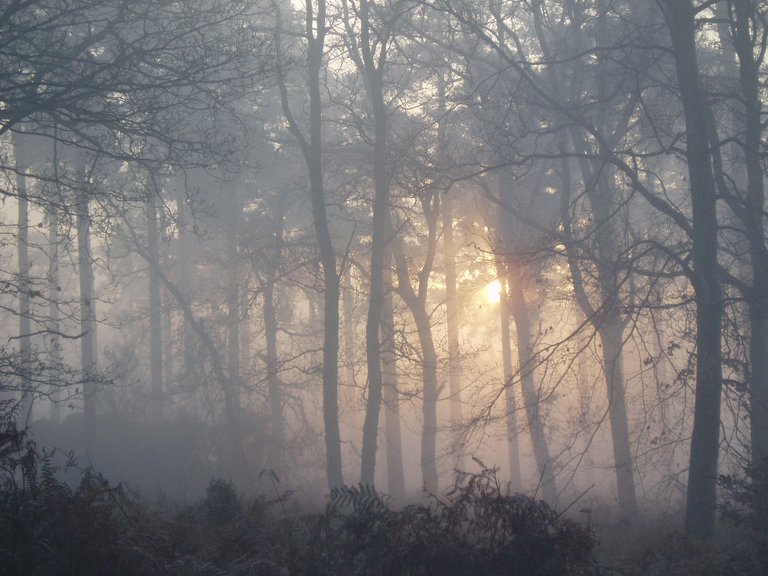 Sunrise in a conifer forest