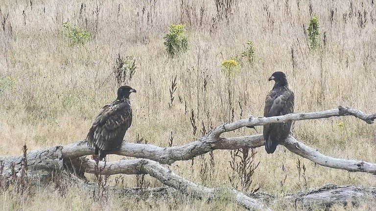 two juvenile white-tailed eagles sat on perch 