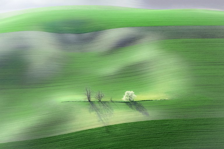 Birds eye artistic view of field with 3 trees in a row