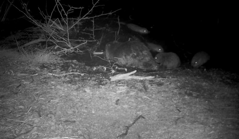 Night image of one adult beaver and 4 small beaver kits