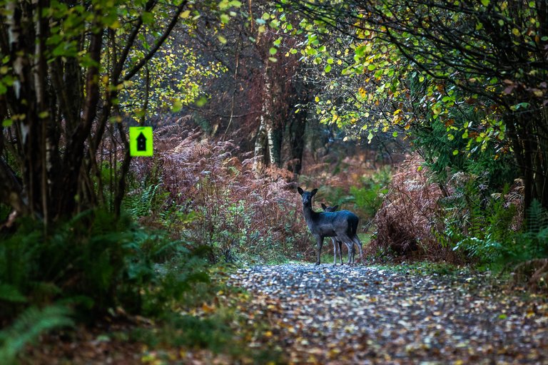 Deer in a forest