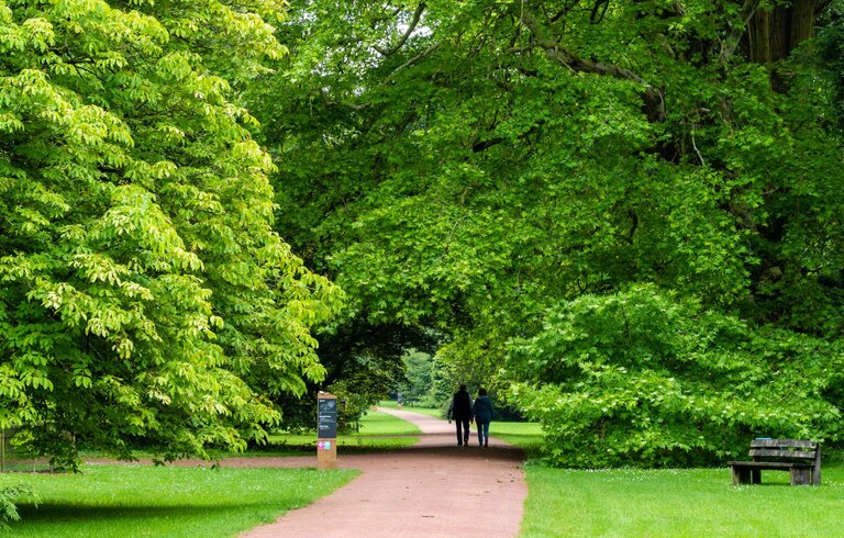 A path through tall green trees