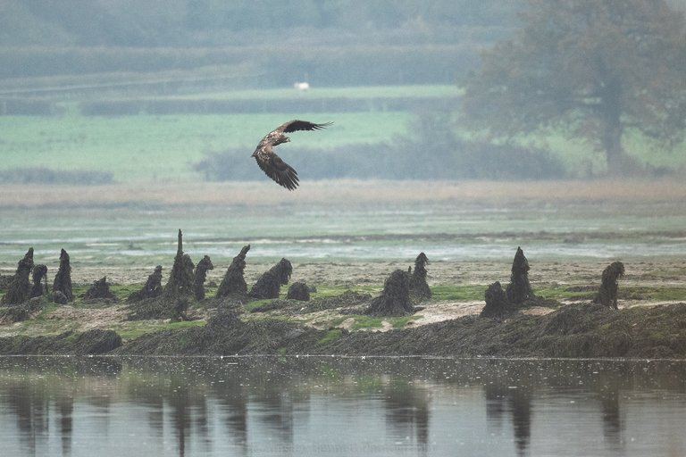 white-tailed eagle in flight along the water with a countryside backdrop
