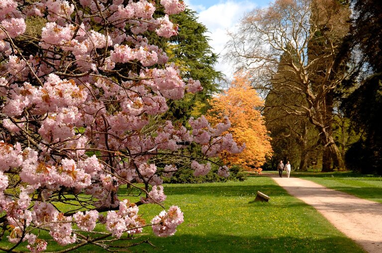 A spring landscape with a cherry tree in the foreground