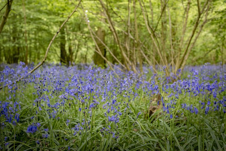 Forest floor covered in bluebells at Abbot's Wood
