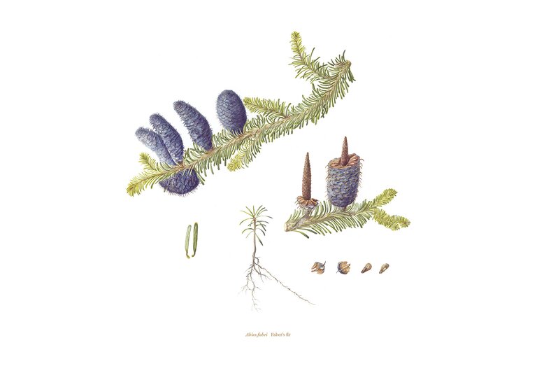 A botanic artwork of fur cones