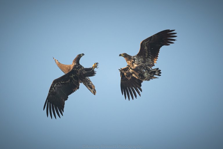Two juvenile white-tailed eagles playing in the sky