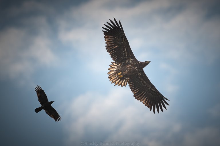 White-tailed eagle followed by crow