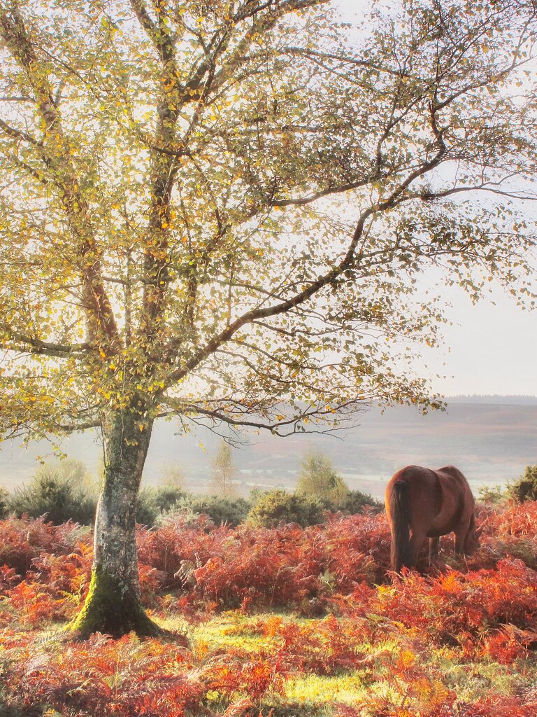 A wild pony among autumn coloured grasses and ferns.