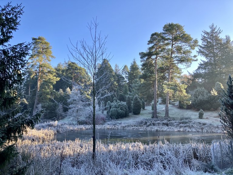 A sunny view across a frozen lake at a bank of trees