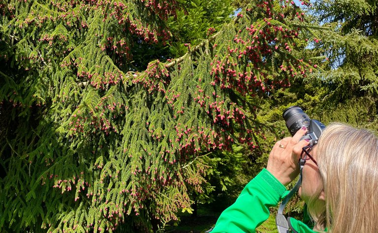 Side profile of a women holding a camera to her eye, taking a photo of a large conifer branch.