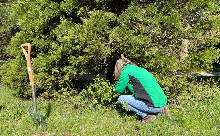 A women wearing a green and black jumper and blue jeans kneeling close to a tree with her back to the camera. A garden fork is nearby.