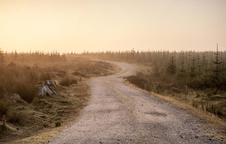 Misty path on a summers morning