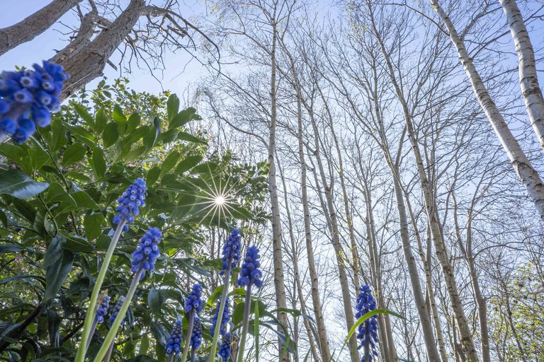 Purple flowers rising up towards the sun and budding trees