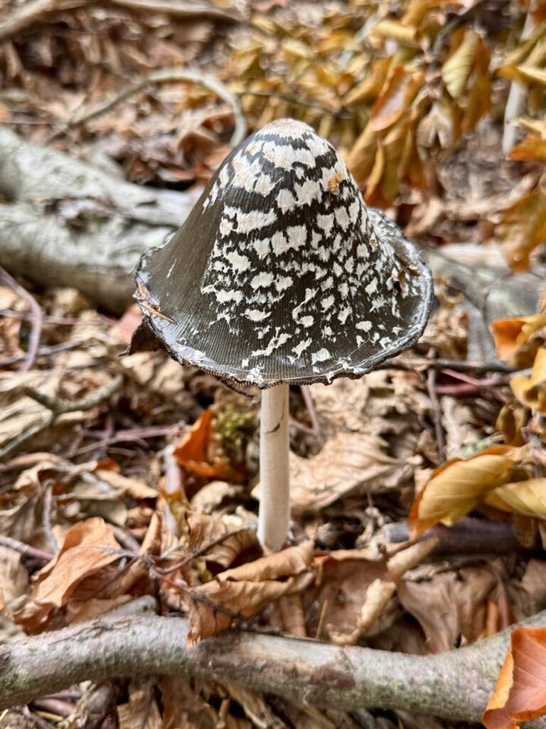 Close-up of fungi growing amid fallen leaves.