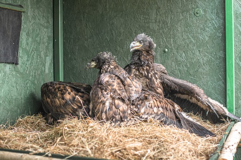 Two juvenile white-tailed eagles in a pen