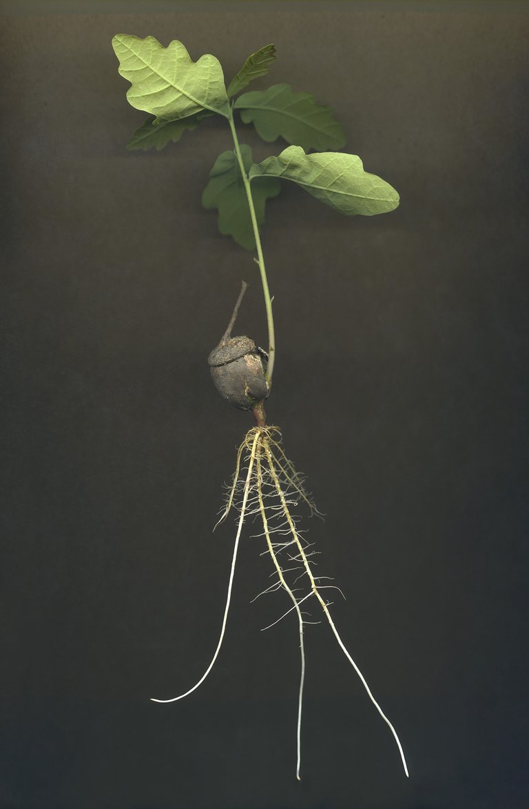acorn germination - Earth Photo