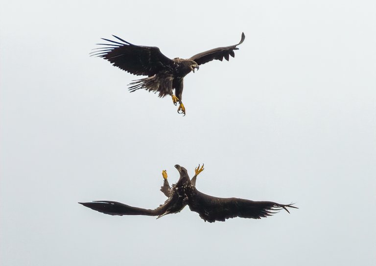 Two white-tailed eagles playing in the sky