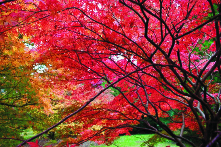Autumn trees red orange green