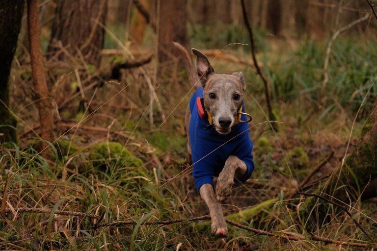 Dog wearing blue jumper running through the woods.