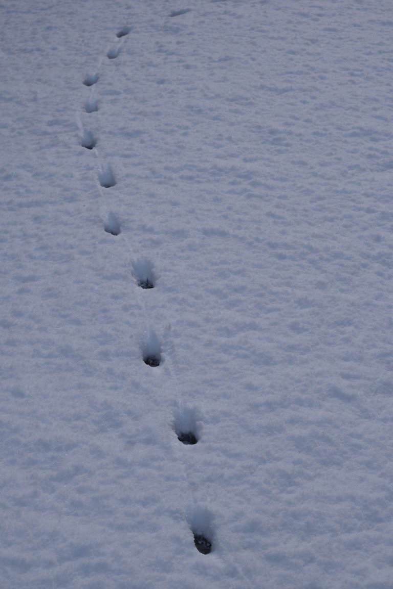 Paw prints in deep snow