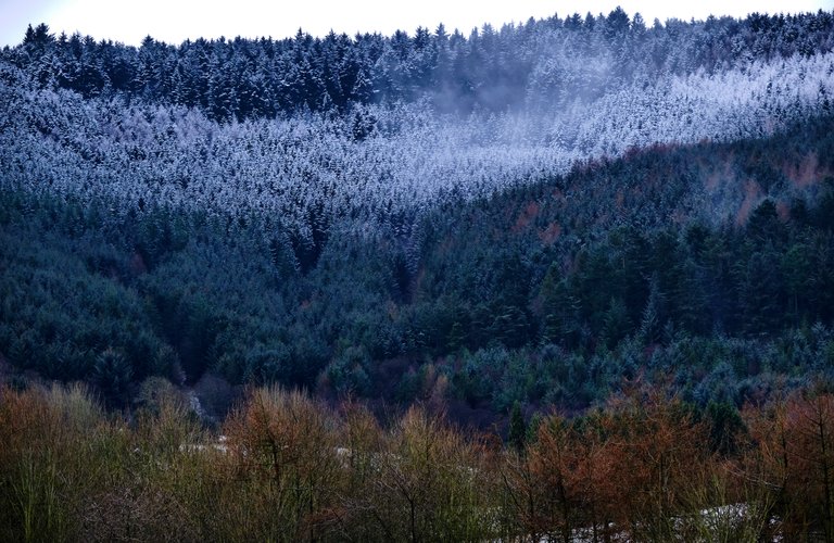 Snow topped trees with mist rising from them