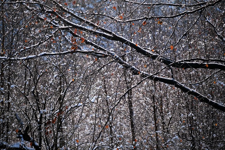 Web of tree branches topped with snow with some orange leaves