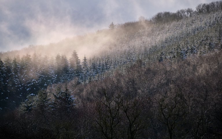 Snow topped tree's piercing through the mist on a hill