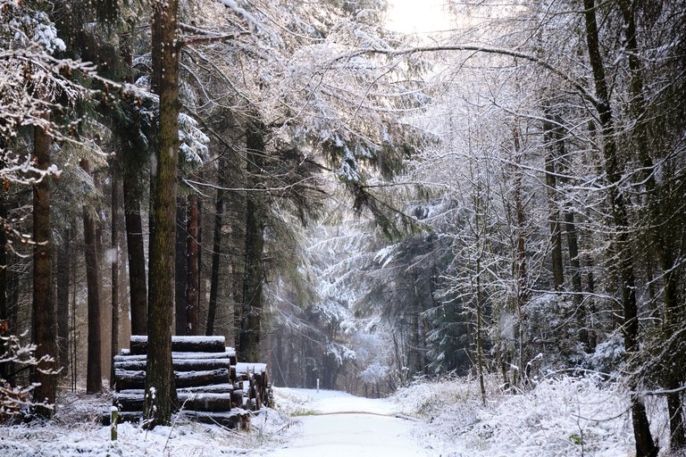 Snow topped tree branches surrounding snow dusted forest path