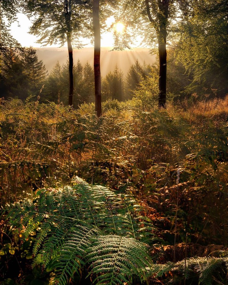 Sun shining through tree canopy onto golden leaves in the forest